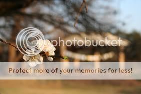 Spring Valley Texas Spring in the Valley